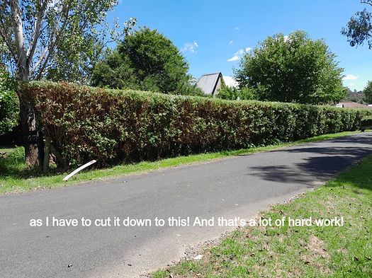 Hedge Trimmed_edited.jpg