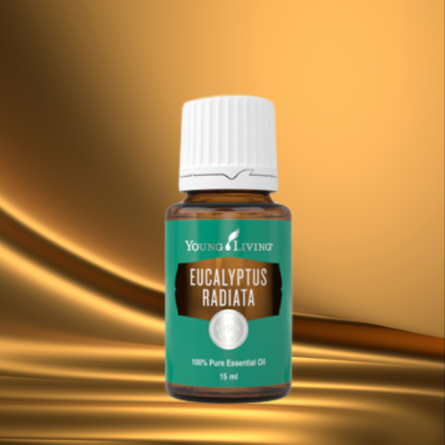 Ätherisches Öl Eucalyptus Radiata von Young Living – grüne Flasche auf goldenem Hintergrund, erfrischendes Öl für freie Atmung, Reinigung und Klarheit, erhältlich im Zukunfts-Impuls-Shop.