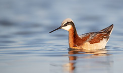Phalarope de Wilson Femelle2.jpg
