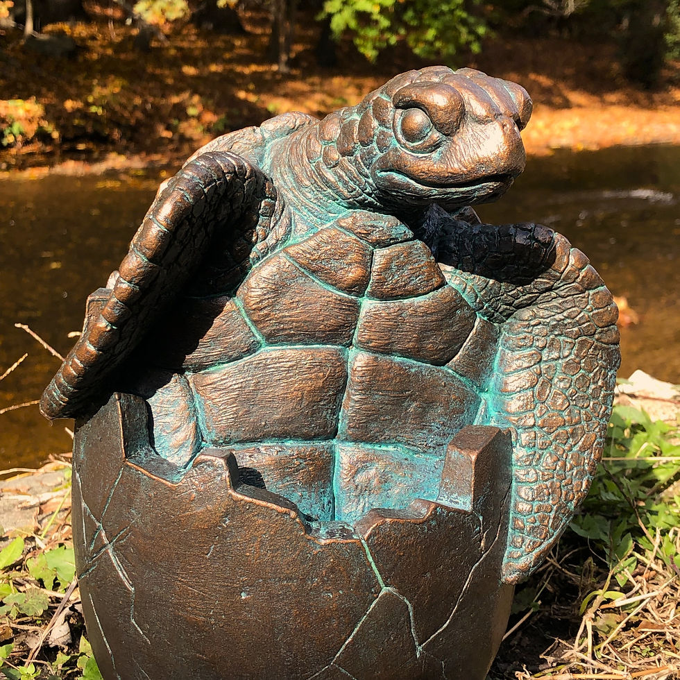 Thumbnail: Hatching Sea Turtle