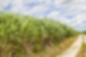 sugarcane2.jpg