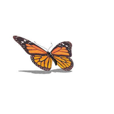 butterfly-animation-80.gif
