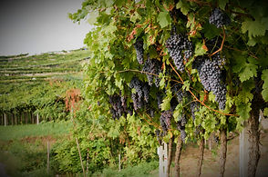 Red Grape Vines_edited.jpg