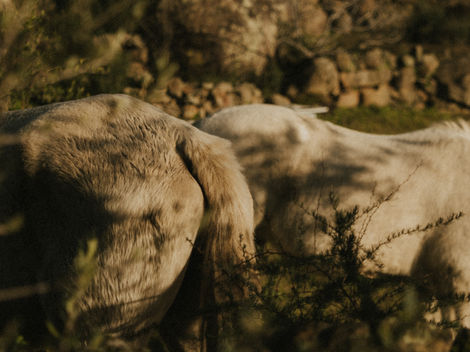 a close up of a horse 's tail in a field