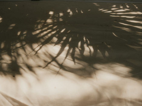 the shadow of a palm tree is cast on a wall