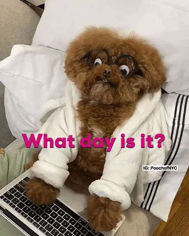 giphy (4).gif
