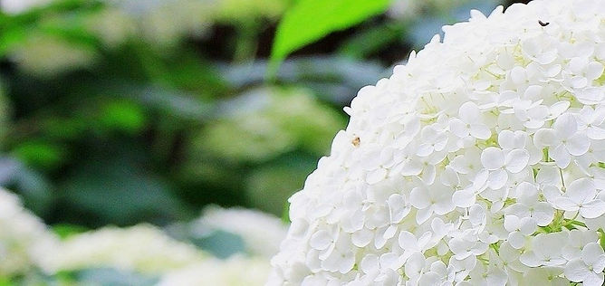 hydrangea-1525466_1280_edited_edited_edi