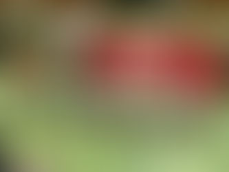 Dance Fitness – Fest für die Gesundheit