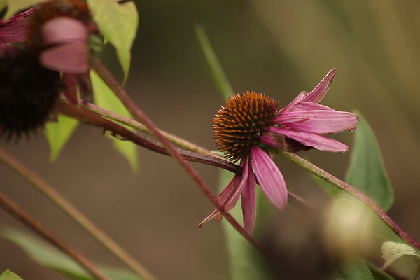 Captura de pantalla (42).png