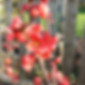 Flowering Quince in Spring