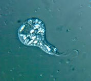 Protista.jpeg