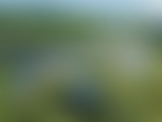 タイトル:放置された雑草が原因で火災に!?乾燥した草と太陽光発電の「電気火災」にはらむ恐怖のメカニズム