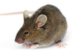 rodent_edited