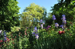 Pivoines et iris du jardin