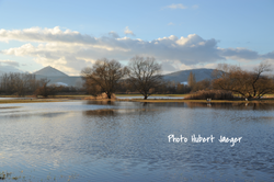 Le Ried de Sélestat ( Ill Wald)_