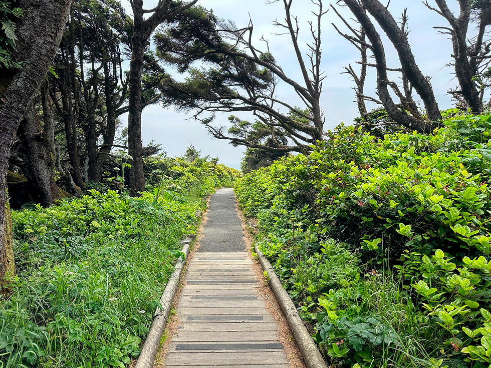 A trail in the pacific northwest overlooking the ocean.