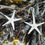 Thumbnail: Large Starfish drop earrings