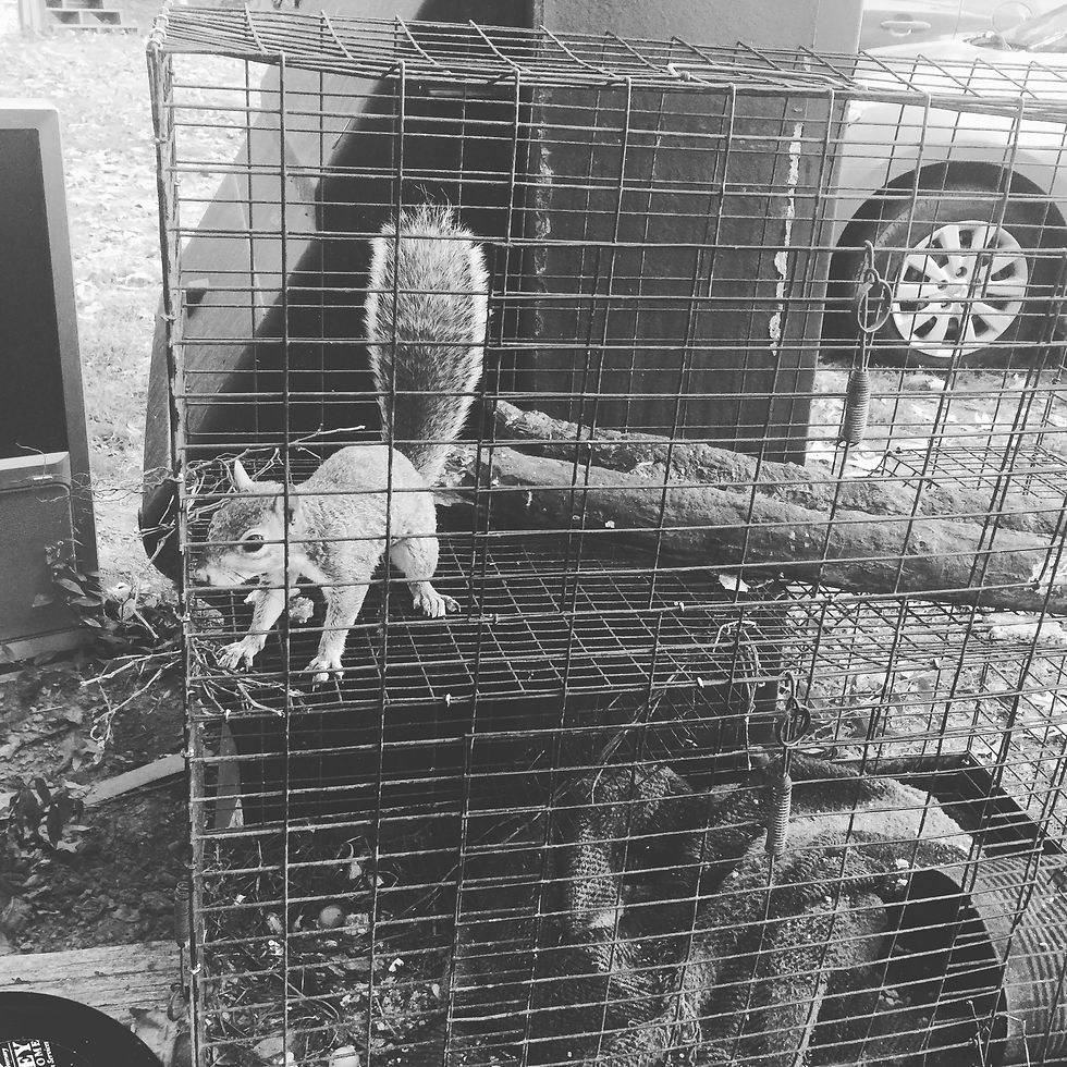 Hillbilly Gardens, Squirrel, Lawn Art