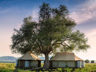 Nyamatusi mahogany family tent in bush
