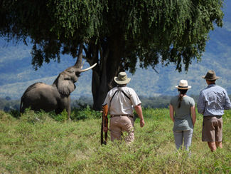 John's Camp - walking safari with elephant in mana pools