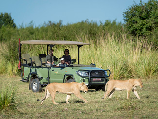 Wilderness Safari lions on a game drive