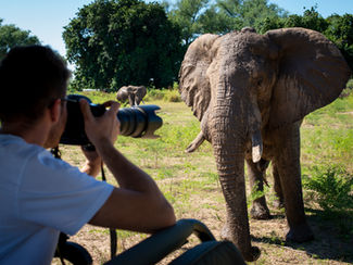 photography of elephant on a safari