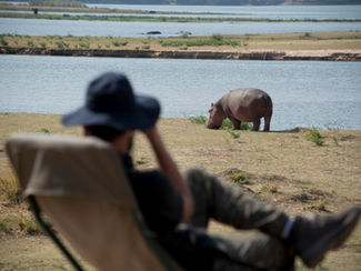 hippo sighting armchair safari Zambezi Expeditions