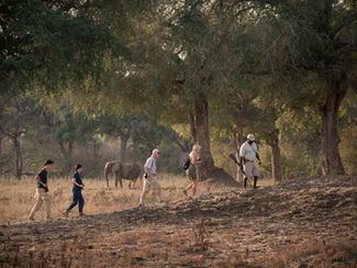 walking safari in Mana Pools