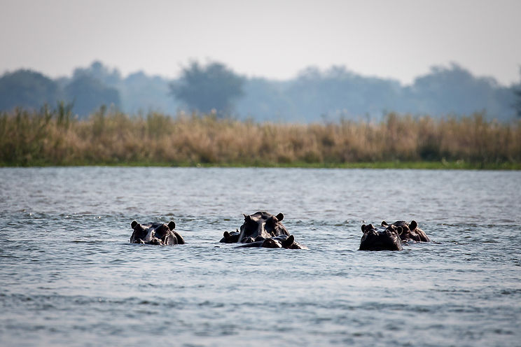 Hippos in Mana Pools