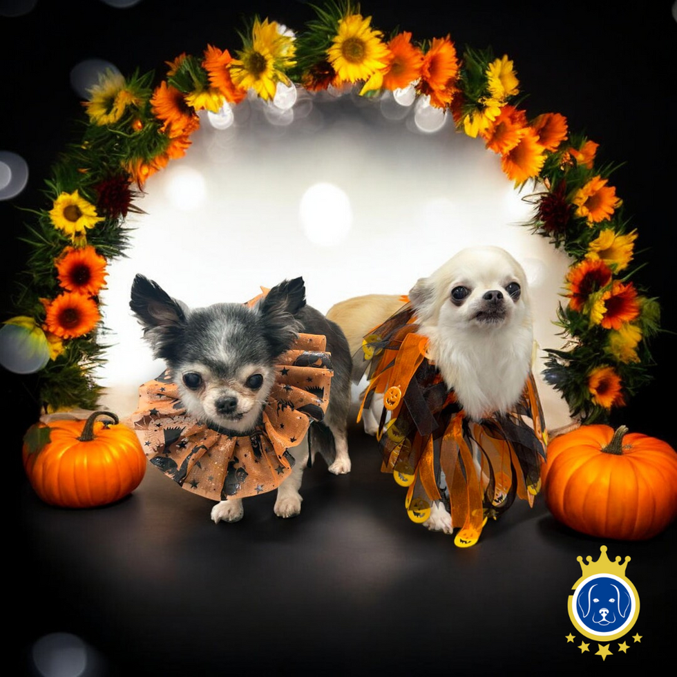 Tinkerbell & Tallulah 