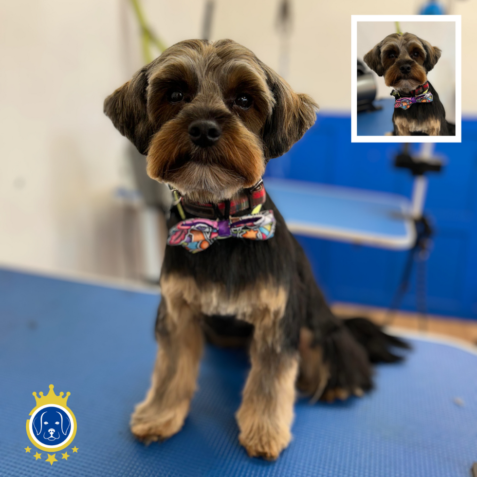 Charlie the Yorkshire Terrier