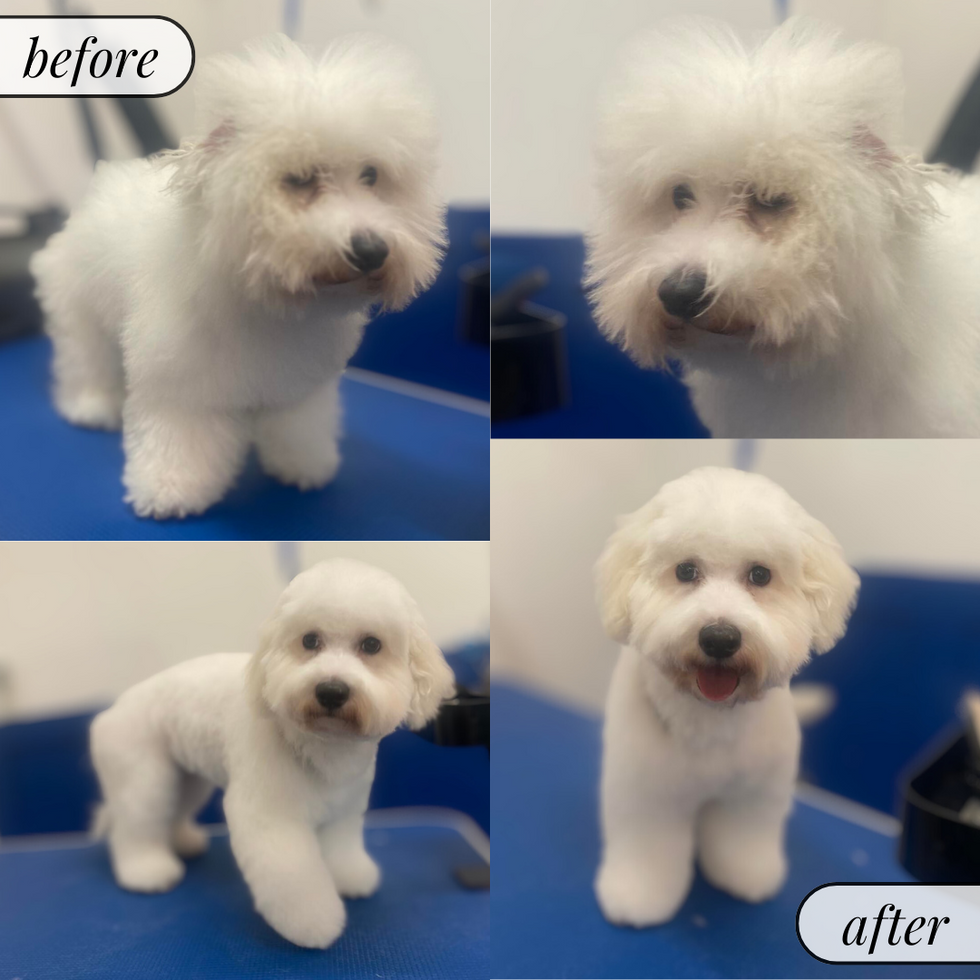 Johnny first Full Groom before and after