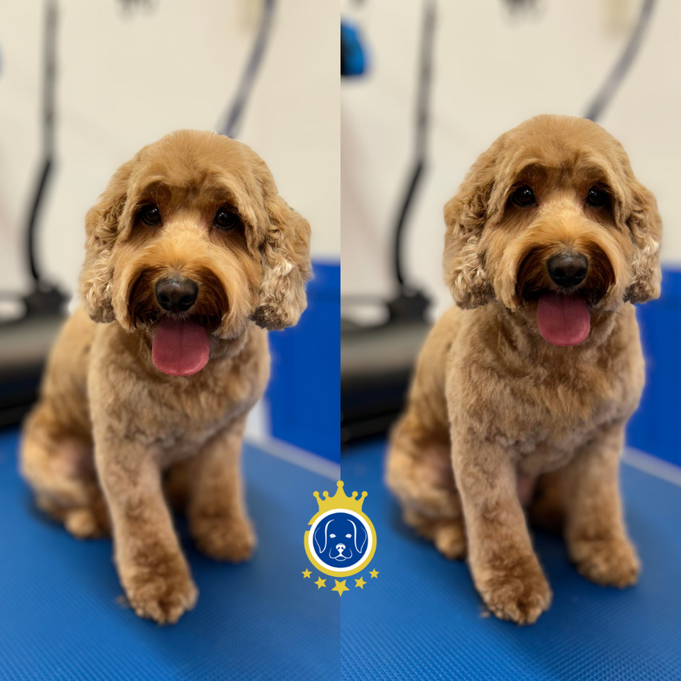 Nala the Cockapoo