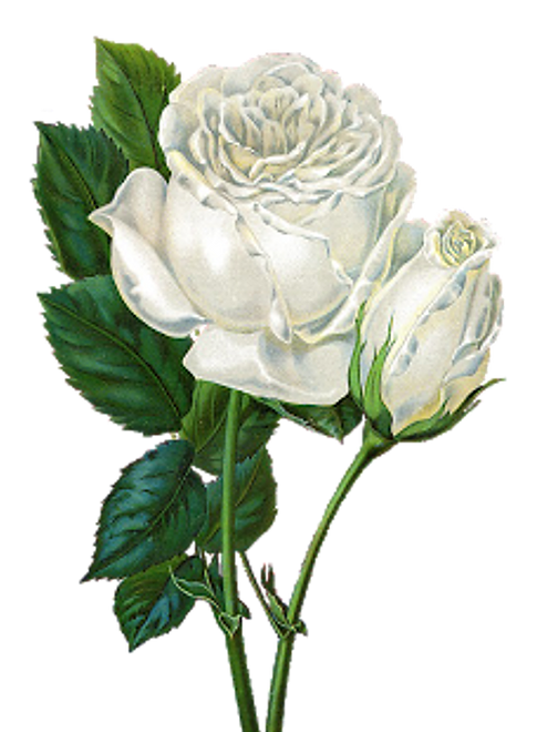 rose 2.png