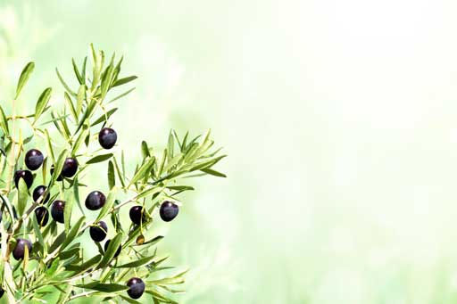 Olijven aan een tak met een groene achtergrond.