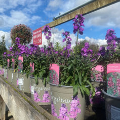 Purple flowers in pots, with signage, Plant Centre, in a garden centre setting.