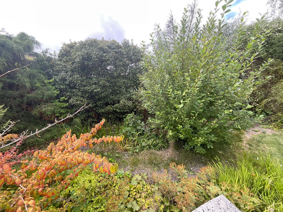 Mixed shrubs and small trees with uncontrolled growth, blocking light into the garden.