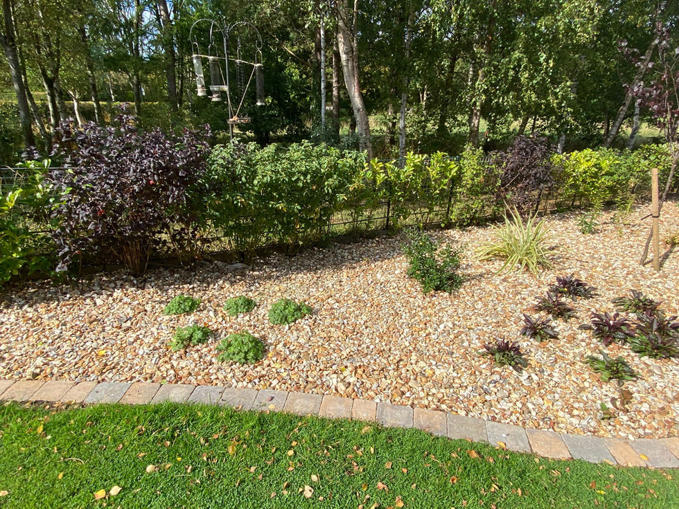 Low-maintenance gravel planting with small shrubs and evergreens