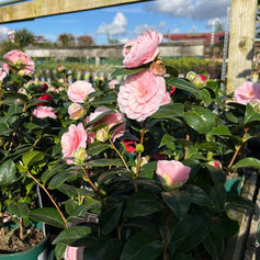 Close-up of pink flowers growing in pots at garden centre in the sun