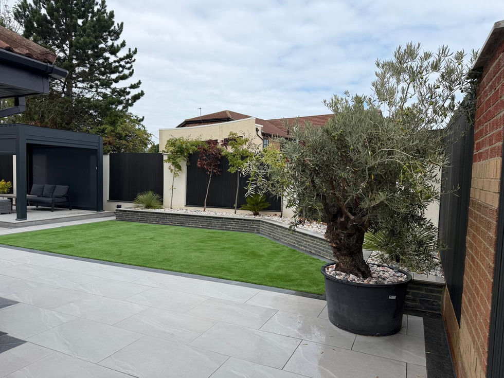 Mature olive tree featured within contemporary landscaped garden