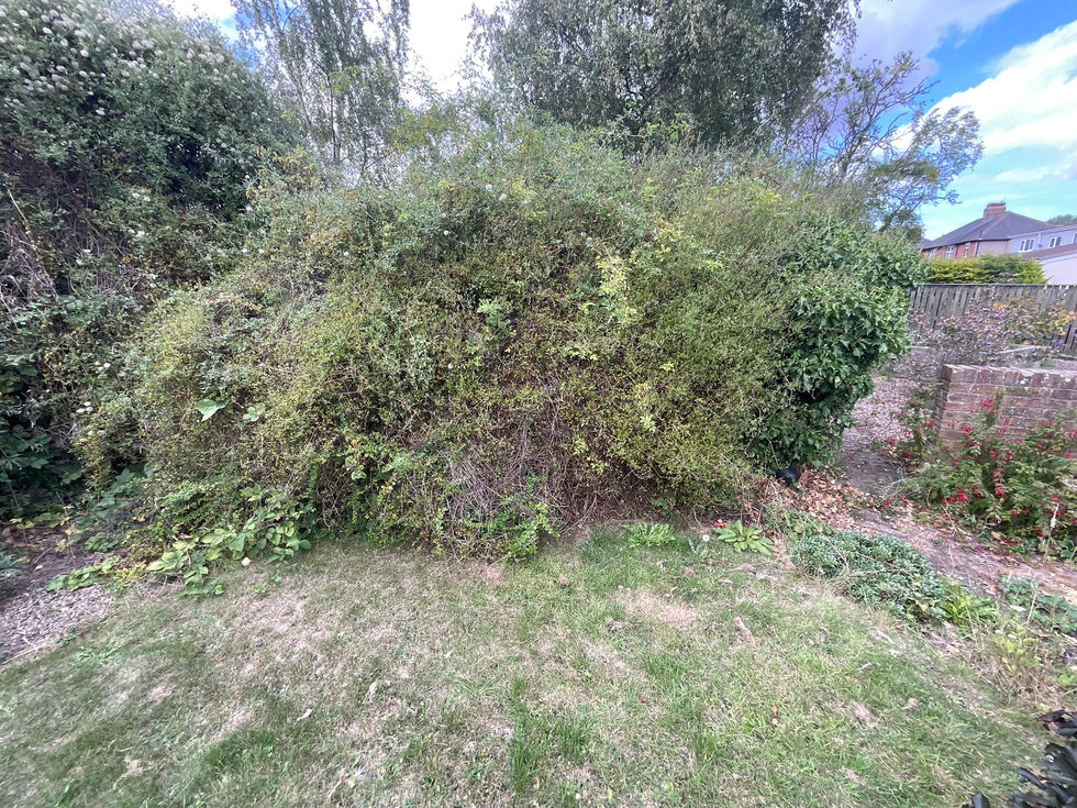 Overgrown shrubs and dense greenery taking over a back garden, obscuring space and light.