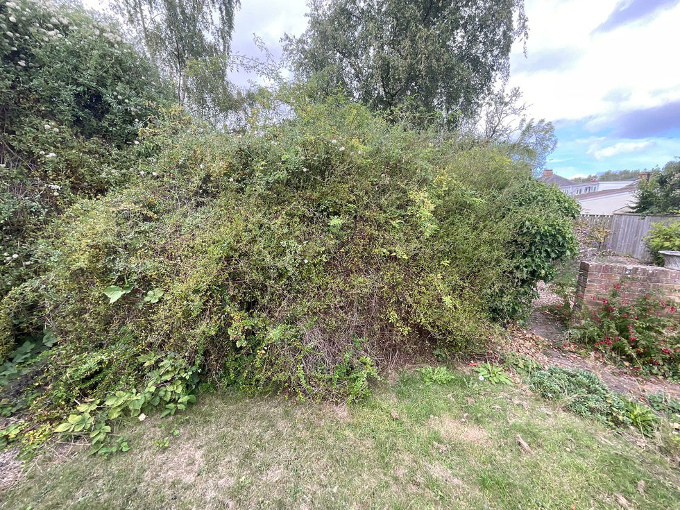Overgrown shrubs and dense greenery taking over a back garden, obscuring space and light.