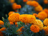 Grow Your Own Edible Flower Garden