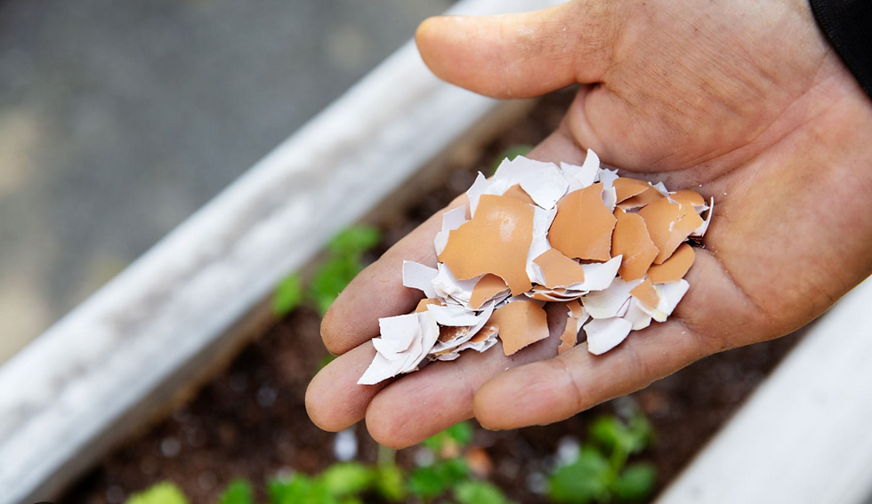Hand holding brown eggshells over a garden bed with soil and plants. The scene suggests composting or soil enrichment.