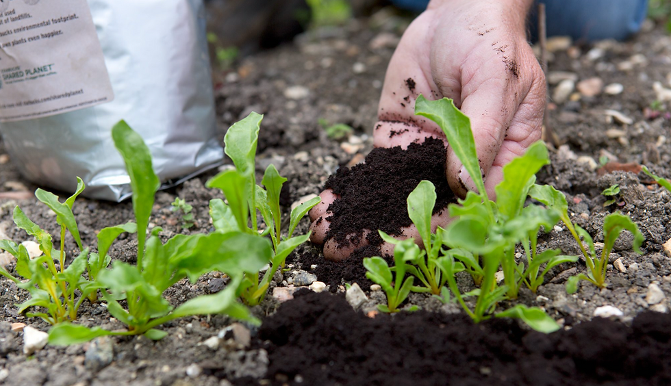 Hand sprinkling coffee grounds onto green seedlings in a garden.