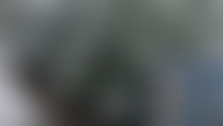 Snowy Christmas Trees