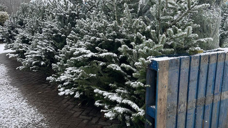 Snowy Christmas Trees