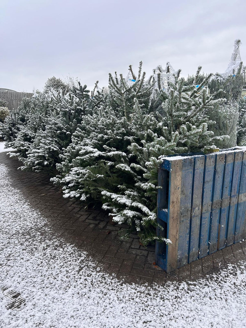 Snowy Christmas Trees