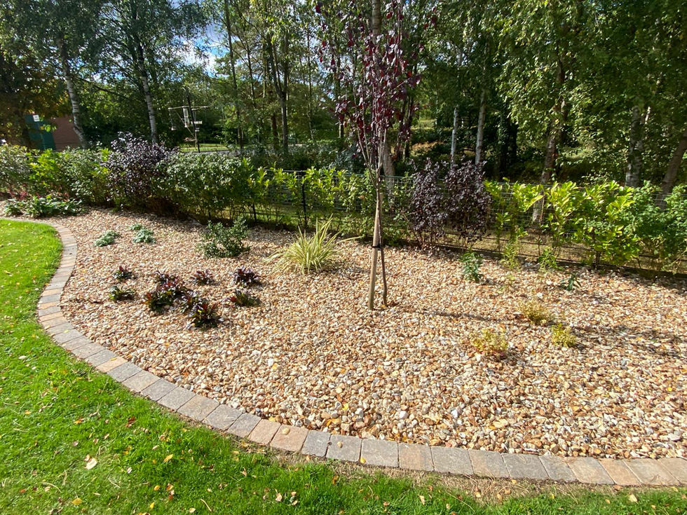 Low-maintenance gravel planting with small shrubs and evergreens