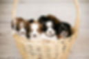 Basket of puppies 5 wk olds.jpg
